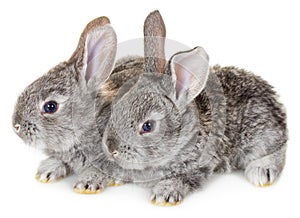 Two little gray rabbits