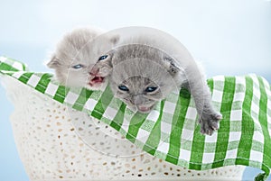 Two little gray scottish kittens in a white basket. Green coverlet, blue background. Close-up