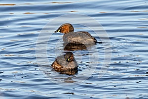 Two little grebe Tachybaptus ruficollis, also known as dabchick, is a member of the grebe family of water birds