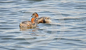 Two little grebes on the water