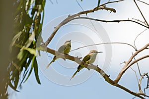 Two Little Green Bee-eater birds perching on tree branch during