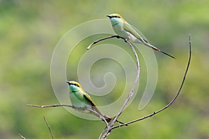 Two Little Green Bee-eaters perching in the garden at Goa beach,