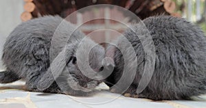 Two little grey rabbits are sniffing seeking for food