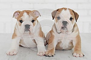 Two little happy English bulldog puppy.