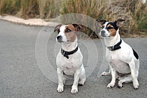 Two little Jack Russel dogs