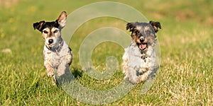 Two small Jack Russell Terrier dogs are running across a green meadow and  have a lot of fun