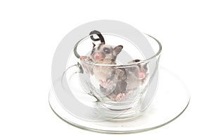 Two little joey in tea cup