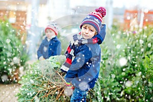 Two little kid boys buying christmas tree in outdoor shop