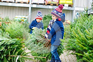 Two little kid boys buying christmas tree in outdoor shop