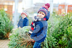 Two little kid boys buying christmas tree in outdoor shop
