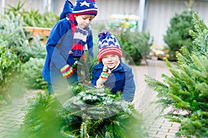 Two little kid boys buying christmas tree in outdoor shop