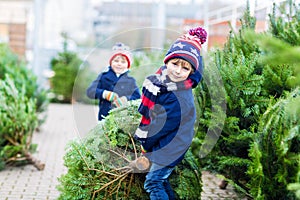 Two little kid boys buying christmas tree in outdoor shop photo