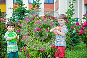 Two little kid boys watering roses with can in garden. Family, garden, gardening, lifestyle