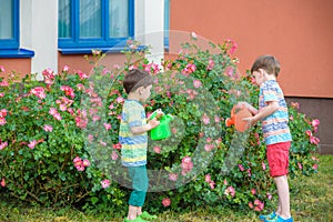 Two little kid boys watering roses with can in garden. Family, garden, gardening, lifestyle