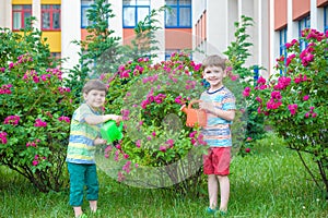 Two little kid boys watering roses with can in garden. Family, garden, gardening, lifestyle