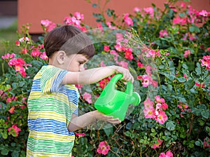 Two little kid boys watering roses with can in garden. Family, garden, gardening, lifestyle