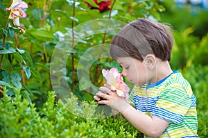 Two little kid boys watering roses with can in garden. Family, garden, gardening, lifestyle