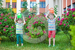 Two little kid boys watering roses with can in garden. Family, garden, gardening, lifestyle