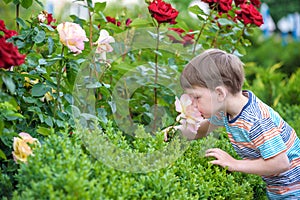 Two little kid boys watering roses with can in garden. Family, garden, gardening, lifestyle