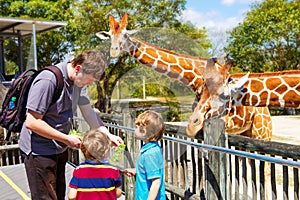Two little kids boys and father watching and feeding giraffe in zoo. Happy children, family having fun with animals