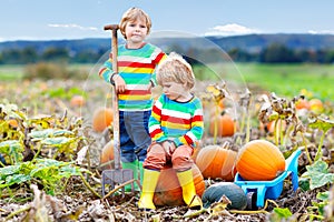 Two little kids boys picking pumpkins on Halloween pumpkin patch. Children playing in field of squash. Kids pick ripe