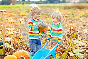 Two little kids boys picking pumpkins on Halloween pumpkin patch. Children playing in field of squash. Kids pick ripe