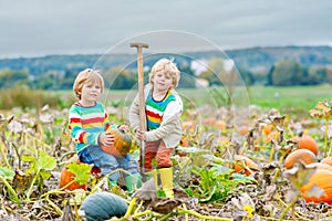 Two little kids boys picking pumpkins on Halloween pumpkin patch. Children playing in field of squash. Kids pick ripe