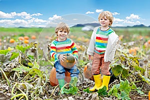 Two little kids boys picking pumpkins on Halloween pumpkin patch. Children playing in field of squash. Kids pick ripe