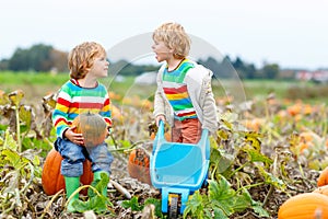 Two little kids boys picking pumpkins on Halloween pumpkin patch. Children playing in field of squash. Kids pick ripe