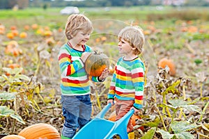 Two little kids boys picking pumpkins on Halloween or Thanksgiving pumpkin patch