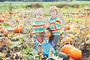 Two little kids boys picking pumpkins on Halloween or Thanksgiving pumpkin patch