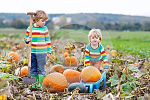 Two little kids boys picking pumpkins on Halloween or Thanksgiving pumpkin patch