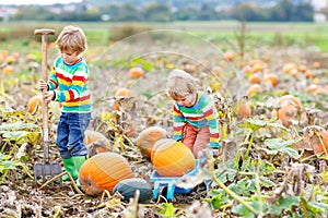 Two little kids boys picking pumpkins on Halloween or Thanksgiving pumpkin patch