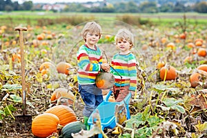 Two little kids boys picking pumpkins on Halloween or Thanksgiving pumpkin patch