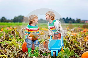 Two little kids boys picking pumpkins on Halloween or Thanksgiving pumpkin patch