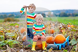 Two little kids boys picking pumpkins on Halloween or Thanksgiving pumpkin patch