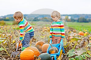 Two little kids boys picking pumpkins on Halloween or Thanksgiving pumpkin patch