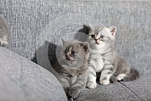 Two little kittens