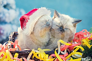 Two little kittens with Christmas decoration