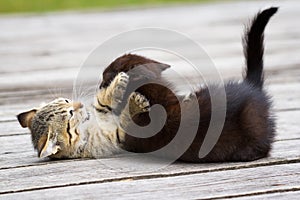 Two little kittens playing