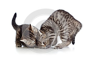 Two little kittens playing together