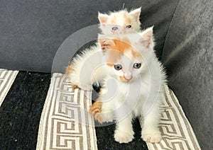 Two little kittens sitting back and forth
