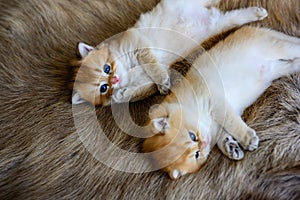 Two little kittens are sleepy and lying on a brown fur carpet, a golden British Shorthair cat, pure pedigree. Beautiful and cute.