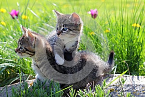 Two little kittens walking on the grass.