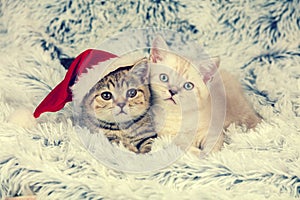Two little kittens wearing Santa hat