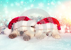 Two little kittens wearing santa hat