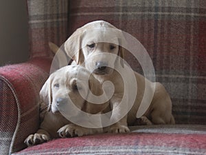 Two little labrador pups on a chair