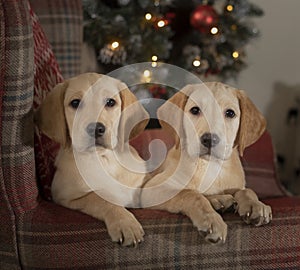 Two little labradors at christmas time