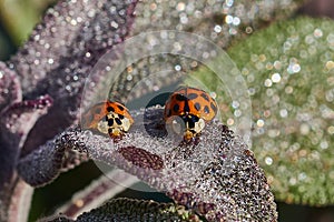 Two Little Ladybirds Resting on a Leaf