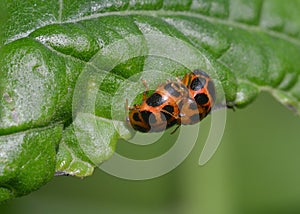 Two little ladybugs